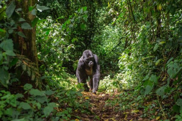bwindi-impenetrable-national-park4-1024x683